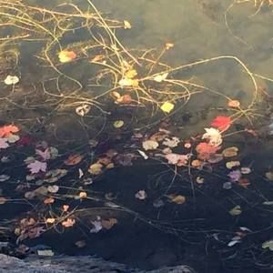 Meet your Posher, Joanna